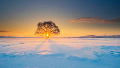 Lonely 140-Year-Old Tree in Toyokoro, Hokkaido
