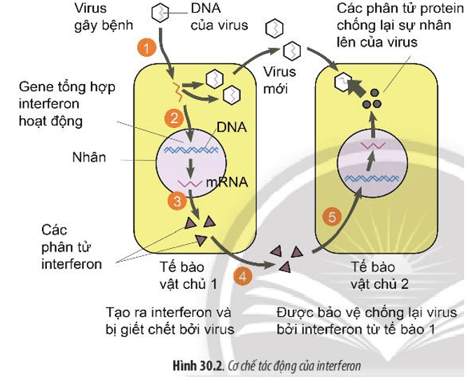 BÀI 30 - ỨNG DỤNG CỦA VIRUS TRONG Y HỌC VÀ THỰC TIỄN