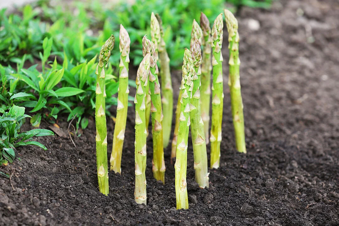 Characteristics of the Asparagus Plant