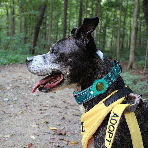 collier-pour-chien-confortable