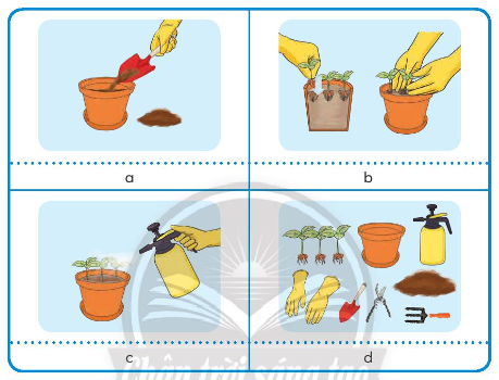 BÀI 3. GIEO HẠT VÀ TRỒNG CÂY HOA TRONG CHẬU (P1)I. GIEO HẠT TRONG CHẬU1. Các bước gieo hạt trong chậuCâu 1: Em hãy đọc các thông tin trong bảng, quan sát các hình dưới đây và chọn hình minh họa phù hợp với mô tả.CÁC BƯỚC TRỒNG CÂY HOA TRONG CHẬUTTMô tảHình minh họa1Chuẩn bị vật liệu, vật dụng và dụng cụ:- Cây giống (có thể dùng cây con, thân, cành hoặc lá tùy theo loại hoa). Chọn cây khỏe mạnh, không sâu,... Lá cây không héo, biến dạng hoặc có màu sắc khác bình thường.- Chậu trồng có lỗ thoát nước và đĩa lót bên dưới.- Giá thể phù hợp cho cây sống và phát triển.- Kéo cắt cành, xẻng nhỏ, chĩa ba, găng tay làm vườn, bình tưới cây.?2Cho giá thể vào chậu:Cho giá thể vào chậu sao cho thấp hơn miệng chậu khoảng 2 cm - 5 cm.?3Trồng cây hoa giống vào chậu:- Tạo các hốc cách đều nhau trên bề mặt giá thể (trường hợp trồng một cây thì tạo một hốc ở giữa chậu).- Cho cây giống vào hốc đã tạo.- Vun giá thể để giữ cố định gốc cây, không nén quá chặt.?4Tưới nước:Dùng bình tưới cây tưới nước đủ ẩm lên giá thể.?Giải nhanh:Buóc 1- Hình dBước 2- Hình aBước 3- Hình bBước 4- Hình c2. Thực hành gieo hạt hoa hướng dương trong chậuCâu 1: Em hãy chuẩn bị những vật liệu, vật dụng và dụng cụ dưới đây để gieo hạt hoa hướng dương trong chậu.TTVật liệu, vật dụng và dụng cụHình minh họaSố lượng1Hạt giống hoa hướng dương đã được ngâm, ủ. 10 hạt (hoặc tùy theo kích thước chậu)2Chậu trồng có lỗ thoát nước và đĩa lót bên dưới chậu. 1 chậu3Giá thể (than bùn, xơ dừa,...). Lượng giá thể phù hợp với kích thước chậu4Xẻng nhỏ, găng tay làm vườn, chĩa ba. 1 bộ5Bình tưới cây 1 bìnhGiải nhanh:Học sinh tự thực hành.Câu 2: Em hãy cùng bạn thực hành gieo hạt hướng dương trong chậu theo các bước dưới đây.TTMô tảHình minh họa1Bước 1. Chuẩn bị vật liệu, vật dụng và dụng cụ. 2Bước 2. Cho giá thể vào chậu:Cho giá thể vào chậu sao cho thấp hơn miệng chậu khoảng 2 cm - 5 cm. 3Bước 3. Gieo hạt vào chậu: aTạo lỗ trên bề mặt giá thể:Dùng chĩa ba tạo 10 lỗ cách đều nhau trên bề mặt giá thể. bCho hạt giống vào lỗ đã tạo:Cho 10 hạt giống vào các lỗ đã tạo. cPhủ lên hạt một lớp giá thể mỏng:Dùng xẻng nhỏ xúc giá thể phủ lên hạt giống một lớp mỏng. 4Bước 4. Tưới nước:Dùng bình tưới cây tưới nước đủ ẩm lên giá thể trong chậu. Giải nhanh:Học sinh tự thực hành.Câu 3: Em hãy cùng bạn trưng bày và đánh giá sản phẩm gieo hạt hoa hướng dương trong chậu theo các tiêu chí dưới đây.TTTiêu chí   1Giá thể được nén chặt vừa phải và cách miệng chậu khoảng 2 cm - 5 cm.   2Hạt giống được lấp kín bởi một lớp giá thể mỏng.   3Giá thể được tưới nước đủ ấm sau khi gieo hạt.   Giải nhanh:TTTiêu chí   1Giá thể được nén chặt vừa phải và cách miệng chậu khoảng 2 cm - 5 cm.   X2Hạt giống được lấp kín bởi một lớp giá thể mỏng.   X3Giá thể được tưới nước đủ ấm sau khi gieo hạt.   XBÀI 3. GIEO HẠT VÀ TRỒNG CÂY HOA TRONG CHẬU (P2)