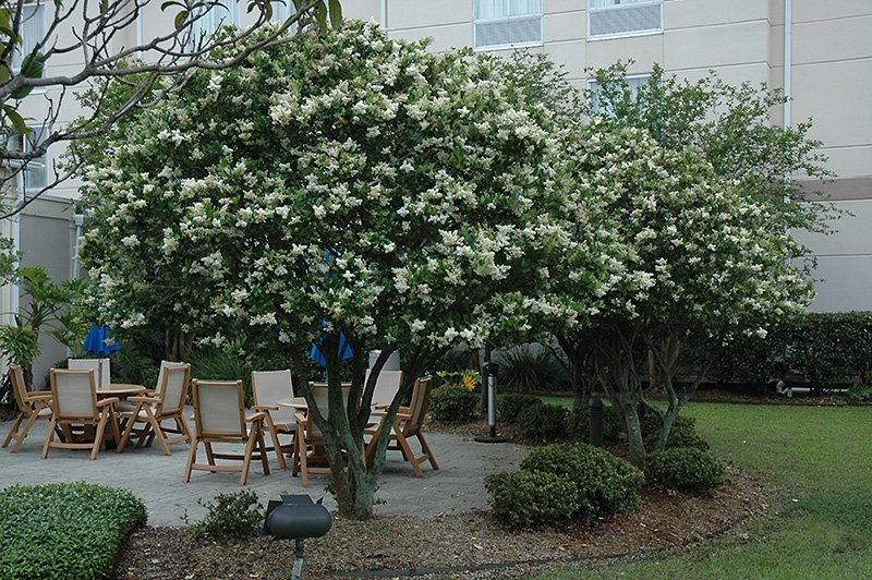 Wax Leaf Privet Tree