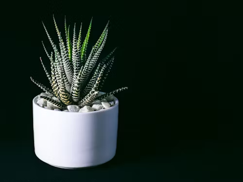 Haworthia