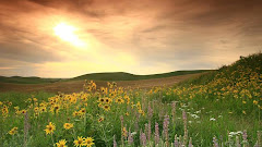 Wildflowers on the Great Plains