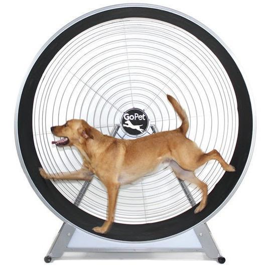 dog-exercise-equipment-boost-your-pups-fitness-and-fun