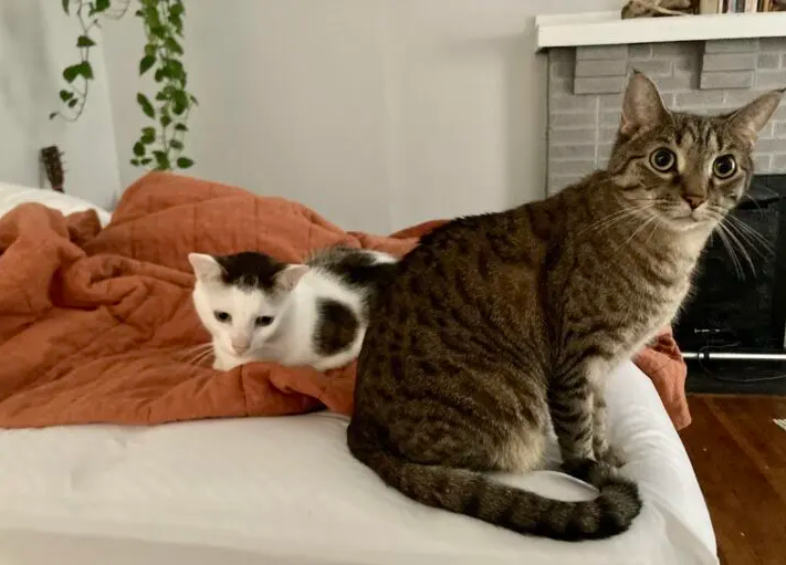 Brother Cats Become Victims of Relationship Ultimatum
