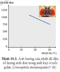 BÀI 10. MỐI QUAN HỆ GIỮA KIỂU GENE, MÔI TRƯỜNG VÀ KIỂU HÌNH