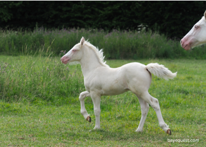 What is a Cremello Horse