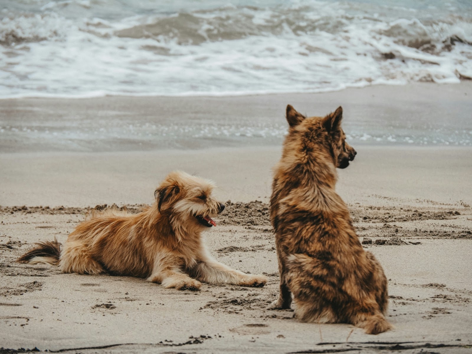 Sandy Paws and Salty Snouts: The Ultimate Guide to the Best Dog Beaches in the U.S.