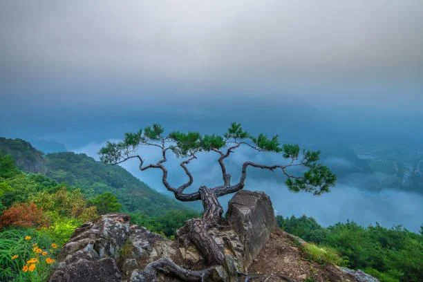 25 Ocean Views Capturing the Wild Spirit, ocean view, wild nature, nature, forest, landscape, rugged coast, dynamic sea