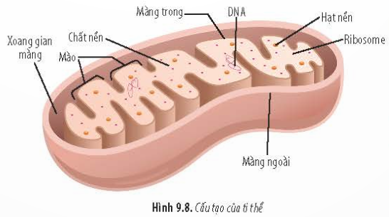 BÀI 9 - TẾ BÀO NHÂN THỰCMỞ ĐẦUCâu 1: Ở người, khi bị thương, người ta thường sát trùng vết thương bằng nước oxy già. Hình 9.1 cho thấy hiện tượng xảy ra khi nhỏ oxy già lên vết thương. Nguyên nhân nào dẫn đến hiện tượng này?Đáp án chuẩn:Khi oxy già tiếp xúc với enzyme catalase trong tế bào, sẽ giải phóng O2 và tạo ra hiện tượng sủi bọt trên vết thương.A. ĐẶC ĐIỂM CHUNG CỦA TẾ BÀO NHÂN THỰCCâu 1: Tên gọi tế bào nhân thực xuất phát từ đặc điểm nào của tế bào?Đáp án chuẩn:- Do tế bào này đã có nhân hoàn chỉnh, được bao bọc bởi màng nhân.Câu 2: Dựa vào Hình 9.2, hãy lập bảng so sánh cấu tạo tế bào thực vật và động vật. Đáp án chuẩn:- Giống: Đều là tế bào nhân thựcĐều có 3 thành phần chính: màng sinh chất, tế bào chất và nhânĐều có các bào quan: riboxom, lysoxom, ti thể, lưới nội chất, lưới nội chất trơn, không bào, peroxixom,...- Khác:Tế bào động vậtTế bào thực vậtKhông có thành tế bào bao quanhCó thành tế bào bao quanhKhông có lục lạpCó lục lạpcó trung tửKhông có trung tửKhông bào nhỏKhông bào lớnB. CÂU TẠO TẾ BÀO NHÂN THỰCI. NHÂN TẾ BÀOCâu 3: Dựa vào Hình 9.3, hãy cho biết:a) Các đặc điểm của màng nhân.b) Vai trò của lỗ màng nhân.c) Những thành phần bên trong nhân tế bào.Đáp án chuẩn:a) Màng nhân gồm hai lớp (màng trong và màng ngoài), có ribosome đính và các lỗ nhỏ gọi là lỗ màng nhân.b) Lỗ màng nhân thực hiện trao đổi chất giữa nhân và tế bào chất.c) Bên trong nhân tế bào có dịch nhân, nhân con và chất nhiễm sắc.Luyện tập: Loại bỏ nhân của tế bào trứng thuộc cá thể A (a), sau đó, chuyển nhân từ tế bào soma của cá thể B (b) vào. Nuôi cấy tế bào chuyển nhân cho phát triển thành cơ thể mới. Cơ thể này mang phần lớn đặc điểm của cá thể nào? Tại sao?Đáp án chuẩn:Cơ thể này mang đặc điểm chủ yếu của cá thể B do có nhân của cá thể B ban đầu, từ đó mang các thông tin di truyền của cá thể B.II. TẾ BÀO CHẤT1. Bào tương2. RibosomeCâu 4: Dựa vào kiến thức đã học, hãy cho biết chức năng của ribosome trong tế bào.Đáp án chuẩn:Ribosome gồm hai tiểu phần lớn và bé, được cấu tạo từ rRNA và protein. rRNA là khuôn tổng hợp protein cho tế bào, và các tiểu phần này đóng vai trò quan trọng trong quá trình tổng hợp protein.Luyện tập: Cho biết cơ sở khoa học của việc sử dụng thuốc kháng sinh ức chế hoạt động của ribosome để tiêu diệt một số loài vi khuẩn có hại kí sinh trong cơ thể người.Đáp án chuẩn:Các kháng sinh ức chế hoạt động của ribosome gắn lên ribosome 70S của vi khuẩn, ngăn cản quá trình giải mã di truyền và dẫn đến ức chế tổng hợp protein của vi khuẩn.3. Lưới nội chấtCâu 5:  Quan sát Hình 9.6, hãy cho biết hai loại lưới nội chất có đặc điểm gì khác nhau.Đáp án chuẩn:Sự khác nhau giữa lưới nội chất hạt và lưới nội chất trơn như sau:- Lưới nội chất hạt: Bao gồm các túi dẹp xếp song song thành nhóm. Mặt ngoài màng có đính các hạt ribosome.- Lưới nội chất trơn: Bao gồm các ống thông với nhau tạo thành nhóm. Mặt ngoài màng không có hạt ribosome.Câu 6: Cho biết các loại tế bào sau đây có dạng lưới nội chất nào phát triển mạnh: tế bào gan, tế bào tuyến tụy, tế bào bạch cầu. Giải thích.Đáp án chuẩn:- Tế bào gan: Lưới nội chất trơn phát triển hơn để chuyển hóa đường và giải độc cho cơ thể, vì gan có vai trò quan trọng trong quá trình chuyển hóa và khử độc.- Tế bào tuyến tụy: Lưới nội chất hạt phát triển hơn để sản xuất các enzyme tiêu hóa, vì tuyến tụy tiết ra các enzyme này để hỗ trợ quá trình tiêu hóa.- Tế bào bạch cầu: Lưới nội chất hạt phát triển hơn để sản xuất kháng thể, chất truyền tin hóa học và enzyme, giúp bạch cầu tiêu diệt các tác nhân gây bệnh.Luyện tập: Những người thường xuyên uống nhiều rượu, bia sẽ có loại lưới nội chất nào phát triển? Tại sao?Đáp án chuẩn:Người uống nhiều rượu, bia phải thực hiện quá trình chuyển hóa và thải độc ở gan nhiều hơn, do đó cần sự phát triển của lưới nội chất trơn để hỗ trợ chuyển hóa và giải độc cho tế bào.4. Bộ máy GolgiCâu 7: Dựa vào Hình 9.7, hãy:a) Cho biết các sản phẩm của bộ máy Golgi có thể được vận chuyển đến đâu. Cho ví dụ.b) Mô tả quá trình sản xuất và vận chuyển protein tiết ra ngoài tế bào.Đáp án chuẩn:a) Sản phẩm của bộ máy Golgi có thể được vận chuyển đến bào quan trong tế bào hoặc ra ngoài tế bào. Ví dụ, các enzyme tiết ra từ lưới nội chất của tuyến tụy được đóng gói và vận chuyển bởi bộ máy Golgi đến các tế bào gan.b) Quá trình sản xuất và vận chuyển protein ra ngoài tế bào:Protein được sản xuất từ lưới nội chất hạt sẽ được vận chuyển đến bộ máy Golgi để đóng gói thông qua lysosome hoặc túi tiết, sau đó vận chuyển đến bào quan trong tế bào hoặc ra ngoài tế bào.Câu 8: Tại sao bộ máy Golgi được xem là trung tâm sản xuất, kho chứa, biến đổi và phân phối các sản phẩm của tế bào?Đáp án chuẩn:Bộ máy Golgi được xem là trung tâm sản xuất, kho chứa, biến đổi và phân phối các sản phẩm của tế bào từ lưới nội chất, qua đó các sản phẩm được đóng gói, biến đổi và phân phối đến các vị trí khác trong tế bào.Luyện tập: Giải thích mối quan hệ về chức năng của ribosome, lưới nội chất và bộ máy Golgi.Đáp án chuẩn:Lưới nội chất hạt chứa ribosome để tổng hợp protein, sau đó protein được vận chuyển đến các vị trí khác qua bộ máy Golgi. Lưới nội chất hạt là trung tâm sản xuất, ribosome là khuôn mẫu và bộ máy Golgi là trung tâm vận chuyển.5. Ti thểCâu 9: Dựa vào Hình 9.8, hãy:a) Mô tả cấu tạo của ti thể.b) Cho biết diện tích màng ngoài và màng trong của ti thể khác nhau như thế nào. Tại sao lại có sự khác biệt này? Điều đó có ý nghĩa gì?Đáp án chuẩn:a) Ti thể thường có dạng hình cầu hoặc bầu dục, bào quan bởi hai lớp màng. Màng ngoài trơn nhẵn, màng trong gấp nếp thành các mào chứa hệ thống enzyme hô hấp.b) Diện tích màng trong của ti thể lớn hơn diện tích màng ngoài do màng trong gấp nếp thành các mào, tăng diện tích bề mặt. Điều này giúp tăng lượng enzyme tham gia vào quá trình hô hấp tế bào và tăng năng suất của quá trình này.Câu 10: Cho các tế bào sau: tế bào gan, tế bào xương, tế bào cơ tim, tế bào biểu bì, tế bào thần kinh. Hãy xác định tế bào nào cần nhiều ti thể nhất. Giải thích.Đáp án chuẩn:Trong các loại tế bào như gan, xương, cơ tim, biểu bì và thần kinh, tế bào cơ tim là những tế bào cần hoạt động nhiều nhất. Do đó, tế bào cơ tim có nhiều ti thể nhất.Luyện tập: Tại sao ti thể có khả năng tổng hợp một số protein đặc trưng của nó.Đáp án chuẩn:Trong chất nền của ti thể có đủ các dạng RNA và ribosome, cho phép ti thể tự tổng hợp một số protein riêng cho nó.II. TẾ BÀO CHẤT6. Lục lạpCâu 11: Dựa vào Hình 9.9, hãy mô tả cấu tạo của lục lạp. Từ cấu tạo, hãy cho biết chức năng của lục lạp.Đáp án chuẩn:- Cấu tạo của lục lạp: Lục lạp có hai lớp màng. Bên trong chứa chất nền stroma và thylakoid. Thylakoid xếp chồng lên nhau thành granum và kết nối qua các ống nối.- Chức năng của lục lạp: Màng thylakoid nhận photon ánh sáng và chất nền lục lạp sản xuất enzyme quang hợp và các protein chuỗi truyền electron, sử dụng năng lượng mặt trời để tổng hợp các chất cho tế bào.Luyện tập: So sánh cấu trúc của ti thể và lục lạp.Đáp án chuẩn:- Giống: Gồm 2 lớp màngĐều có DNA riêng, ribosome 70S và các enzyme- Khác:Ti thểLục lạpMàng trong gấp nếpMàng trong không gấp nếpBên trong màng không có cấu tạo khácĐược cấu tạo bởi hệ thống granum gồm các thylakoid7. Một số bào quan khácCâu 12: Tại sao khung xương tế bào có vai trò đặc biệt quan trọng đối với tế bào động vật?Đáp án chuẩn:Khung xương tế bào đóng vai trò quan trọng đối với tế bào động vật bằng cách duy trì hình dạng ổn định, là nơi neo đậu của bào quan và enzyme, và hỗ trợ cho khả năng vận động của tế bào.Câu 13: Hoạt động chức năng của lysosome có ý nghĩa gì đối với tế bào?Đáp án chuẩn:Lysosome có ý nghĩa quan trọng đối với tế bào bao gồm hai khía cạnh chính:- Tham gia vào quá trình tiêu hóa nội bào bằng cách phân hủy các phân tử hữu cơ lớn, loại bỏ các sản phẩm dư thừa và phân huỷ các tế bào bào quan già hoặc bị tổn thương không còn khả năng phục hồi. Điều này giúp bảo vệ cơ thể khỏi nguy cơ ngộ độc và tối ưu hóa sử dụng vật chất và năng lượng.- Có vai trò bảo vệ tế bào bằng cách ngăn chặn các tác nhân gây hại như virus, vi khuẩn và các chất độc hại.Câu 14: Hậu quả gì sẽ xảy ra cho tế bào nếu lysosome bị vỡ?Đáp án chuẩn:- Hệ enzyme có trong lysosome sẽ phá hủy tế bào.Câu 15: Tại sao tế bào thực vật không có lysosome nhưng vẫn thực hiện được chức năng tiêu hoá nội bào ?Đáp án chuẩn:Tế bào thực vật không có lysosome nhưng vẫn thực hiện chức năng tiêu hoá nội bào bằng cách sử dụng các vacuole lớn. Trong vacuole có chứa các enzyme thủy phân để thực hiện quá trình nội bào.Câu 16: Tại sao một số thuốc ức chế sự hình thành vi ống có tác dụng ngăn ngừa ung thư?Đáp án chuẩn:Các thuốc ức chế sự hình thành vi ống ngăn chặn quá trình hình thành trung thể, dẫn đến sản phẩm lỗi của phân bào bị tiêu hủy và đào thải ra ngoài. Do đó, các thuốc này có tác dụng ngăn ngừa sự phát triển của ung thư.Luyện tập: Ở người, một số loại tế bào như tế bào thần kinh, tế bào cơ trưởng thành không có trung thể. Các tế bào này có phân chia được không? Vì sao?Đáp án chuẩn:Các tế bào như tế bào thần kinh và tế bào cơ trơn, không có trung thể và do đó không có khả năng phân chia. Thiếu trung thể ngăn cản quá trình hình thành thoi phân bào, dẫn đến sự thiếu khả năng phân chia của các tế bào này.III. MÀNG SINH CHẤTCâu 17: Màng sinh chất được cấu tạo từ những thành phần nào?Đáp án chuẩn:- Lớp phospholipid kép, các protein bám màng và xuyên màng, glycoprotein và cholesterol.Câu 18: Tại sao nói màng sinh chất có tính “khảm động”?Đáp án chuẩn:Màng sinh chất có tính  khảm động