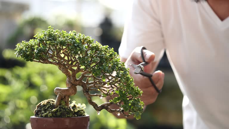 Man pruning bonsai