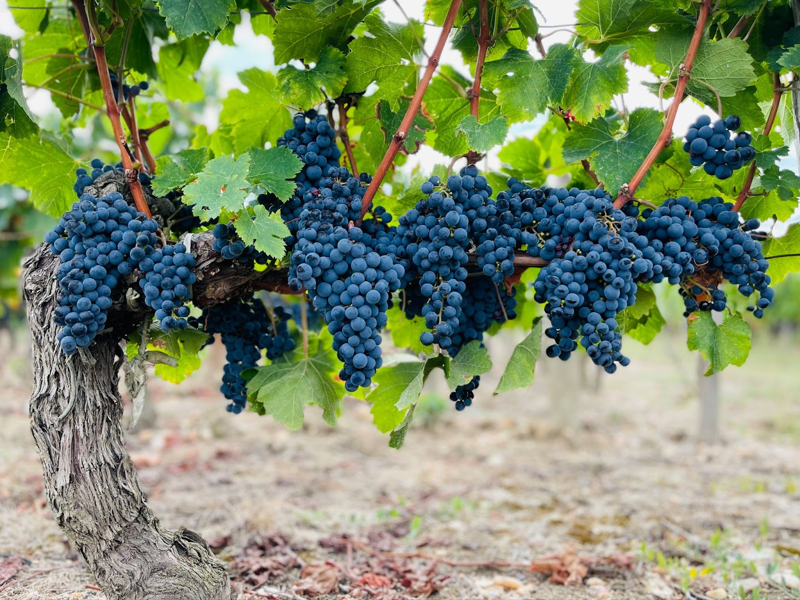 Bordeaux Vineyard France
