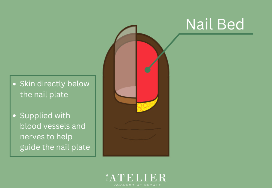 Diagram of the finger and nail identifying the Nail Bed with additional information provided in the previous paragraph: "Skin directly below the nail plate; Supplied with blood vessels and nerves to help guide the nail plate"