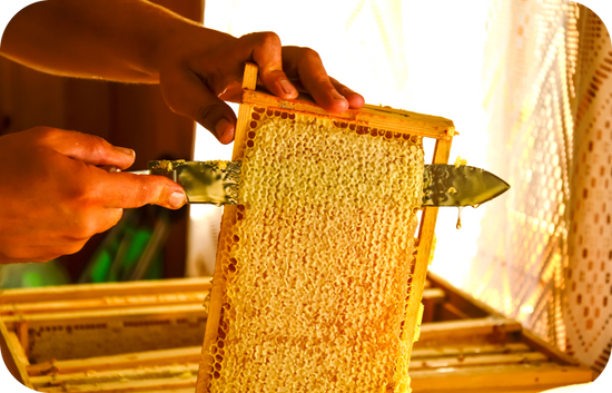 a person removing wax caps through knife