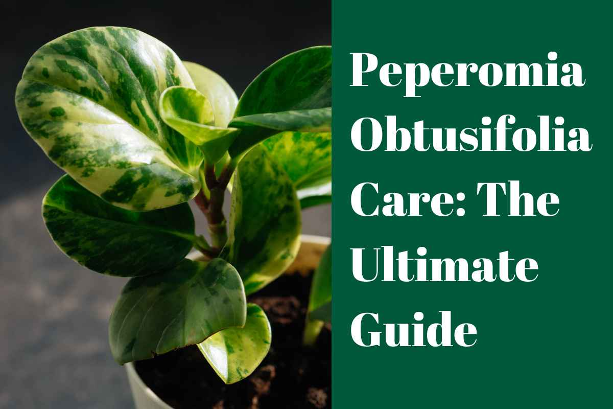 Guide to Peperomia Obtusifolia Plant Care