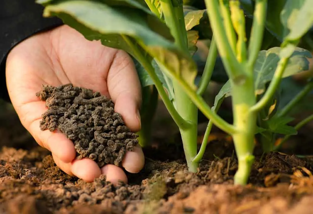 Feeding the Plant with Fertilizer