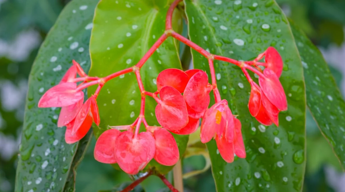 Angel Wing Begonia