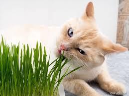 C:\Users\Admin\Pictures\gato come grama.jpg