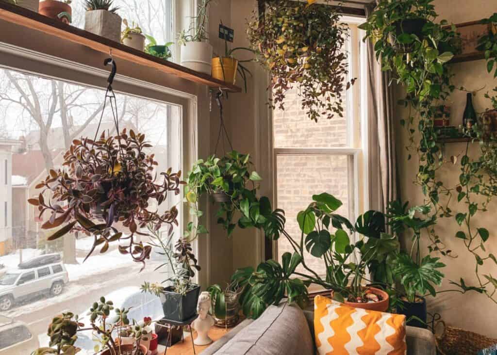 eclectic style living room with interesting monstera plants