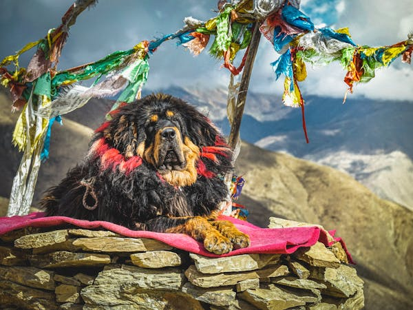 Tibetan Mastiff