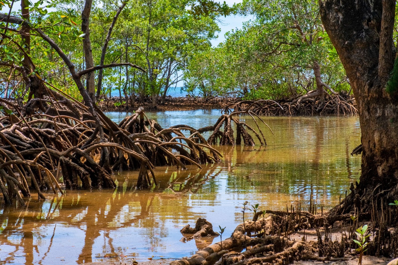 Foto do manguezal no costão rochoso da Praia da Biologia, mostrando a vegetação característica deste ecossistema único