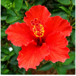 10 flowers name in arabic
