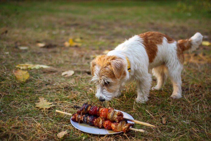 What to do if pets eat BBQ food