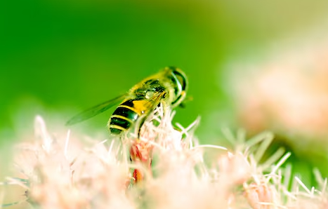 Bees Recognize Human Faces
