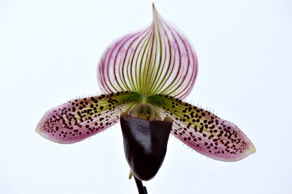 Lady’s slipper orchid