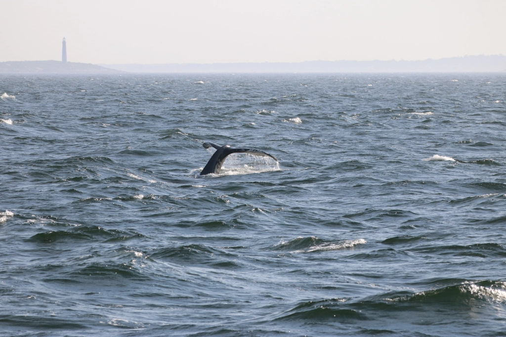 A whale tail above the water

Description automatically generated