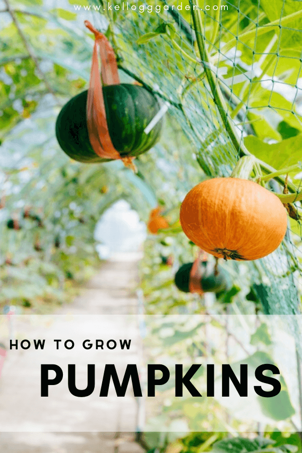 How to Grow Pumpkins in Home Garden