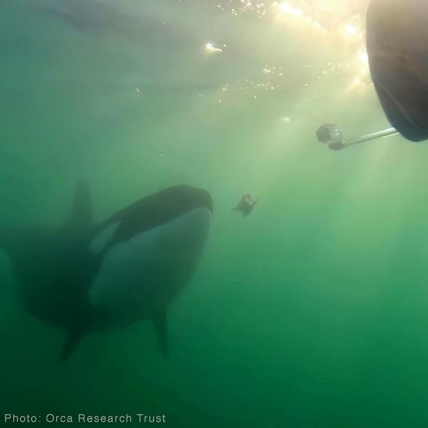 May be an image of orca