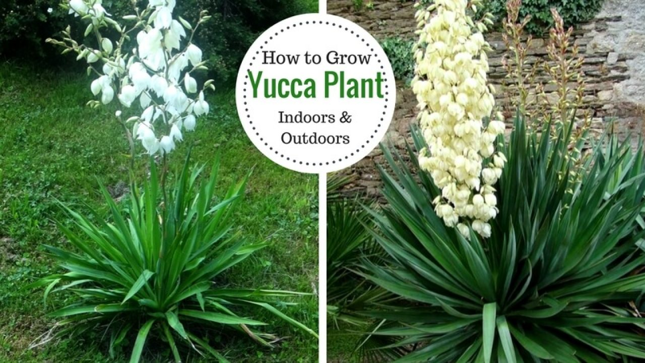 How to Propagate or Grow Yucca Plants