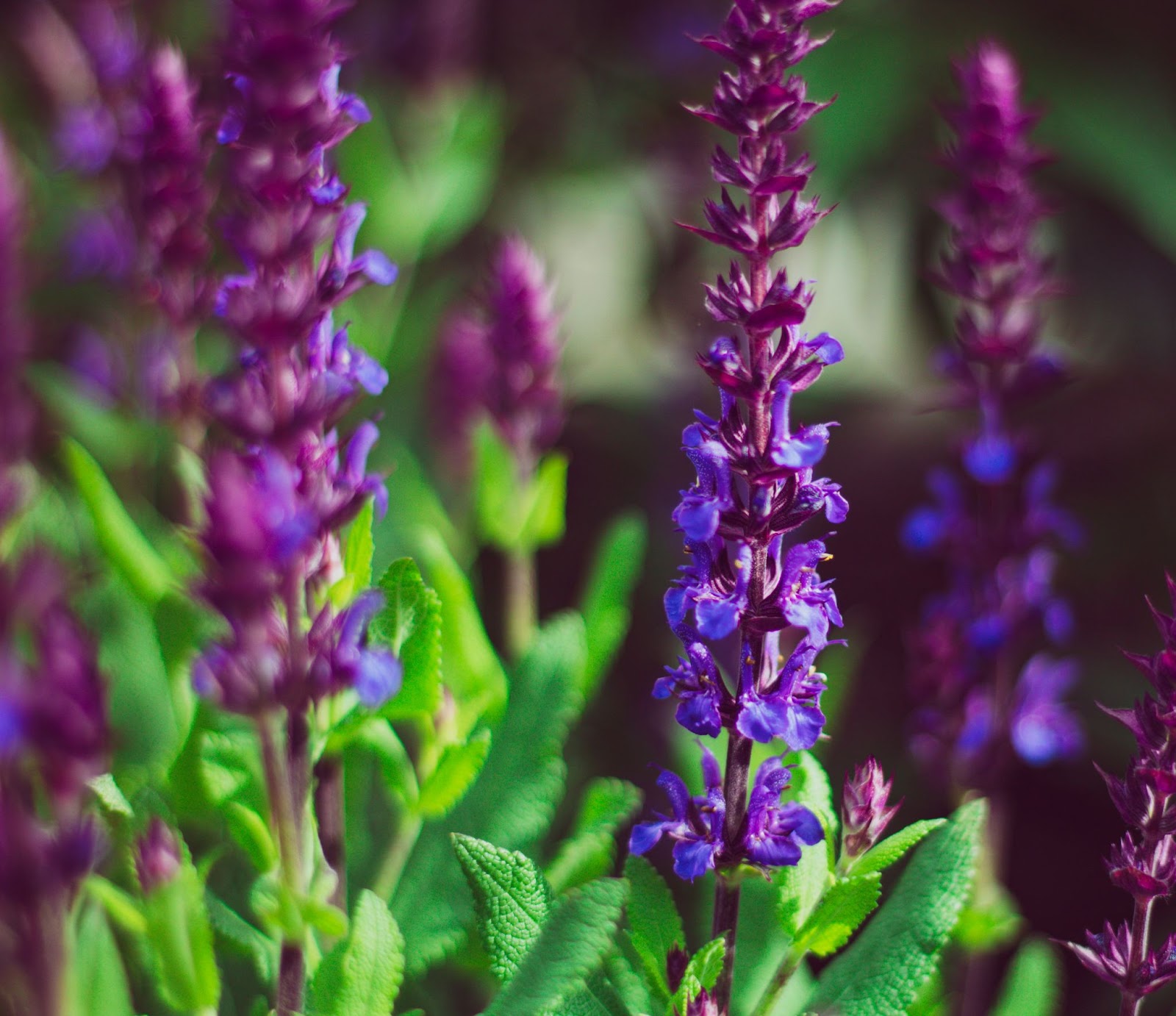 5. Salvie (Salvia officinalis)