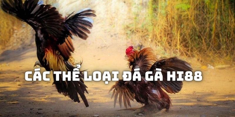 Các loại hình đá gà được người chơi có thể tham gia tại Hi88