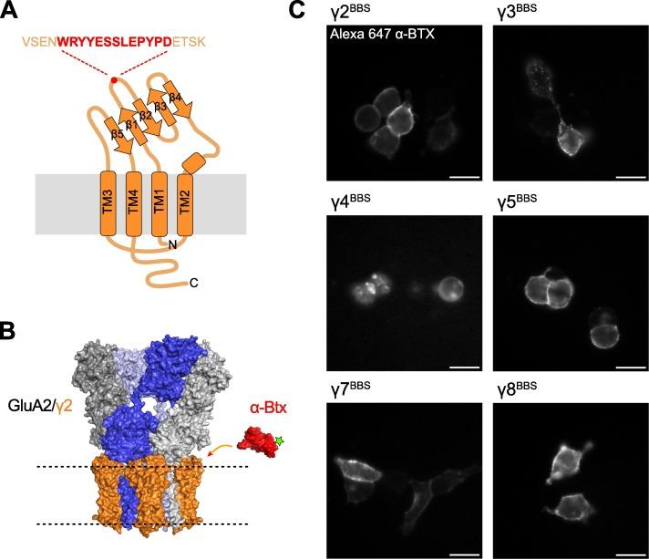 A collage of images and pictures of a cell

Description automatically generated