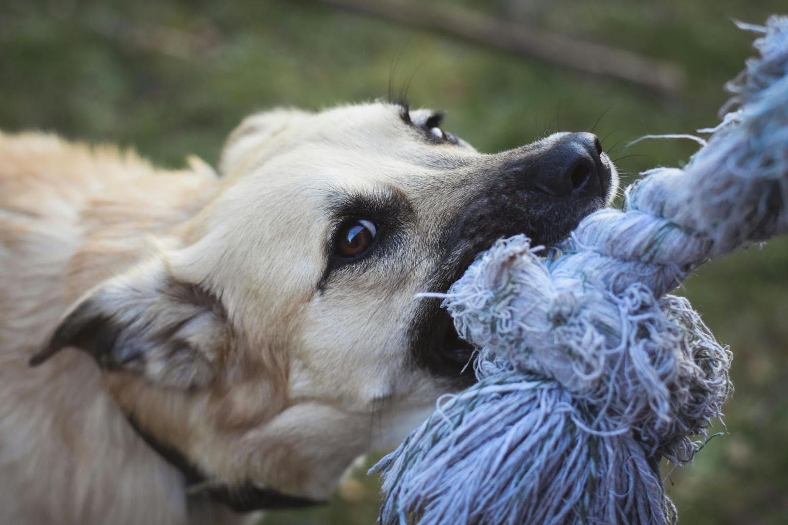 Tan Dog Playing Tug-of-War with Rope