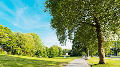 Summer in Park with Tree Alley