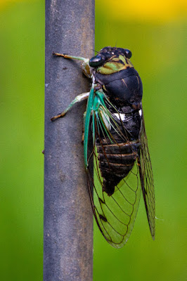 The - Farmers' -  Battling - the - Mass - Destruction - of - Crops - by - Cicadas - this - year.
