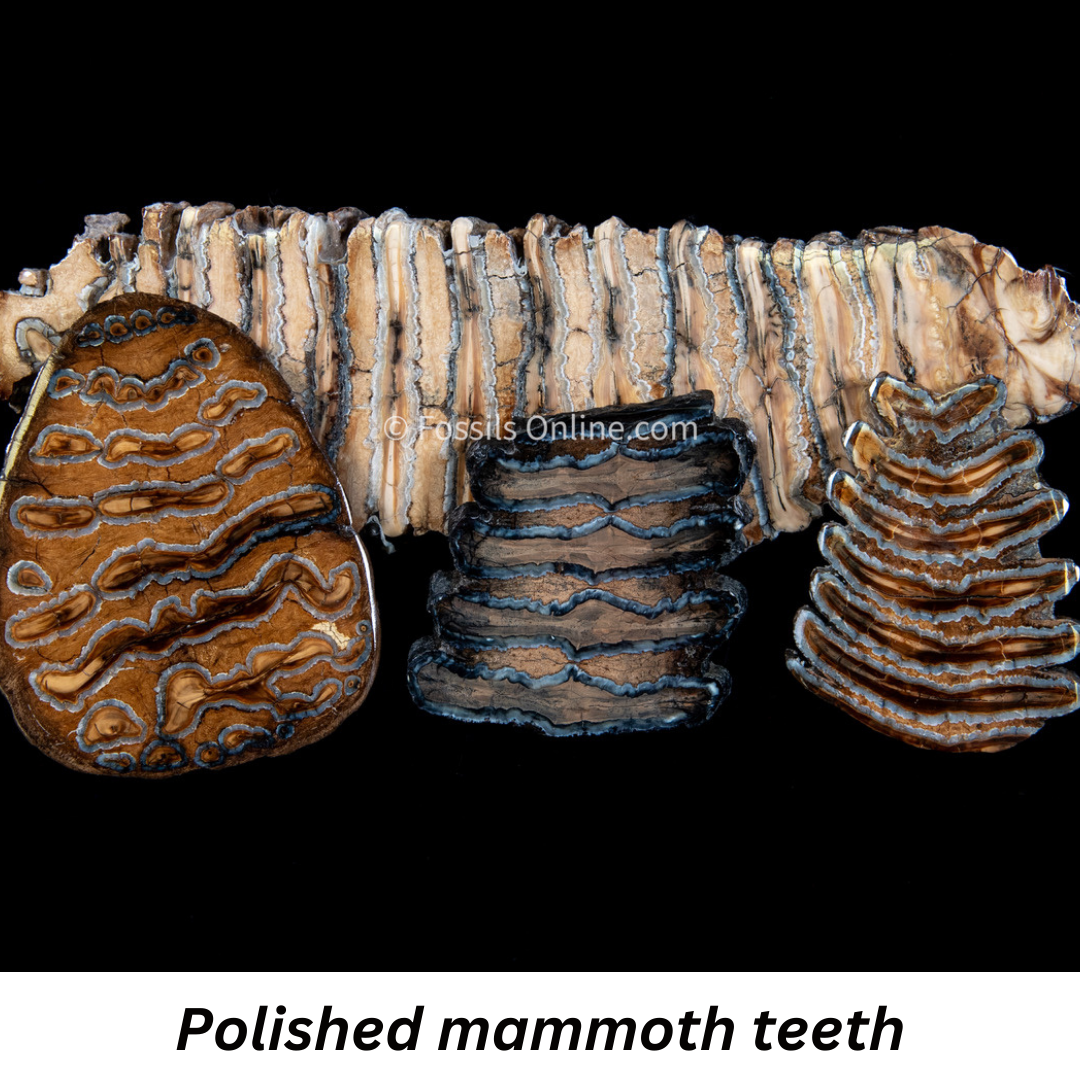 polished mammoth teeth