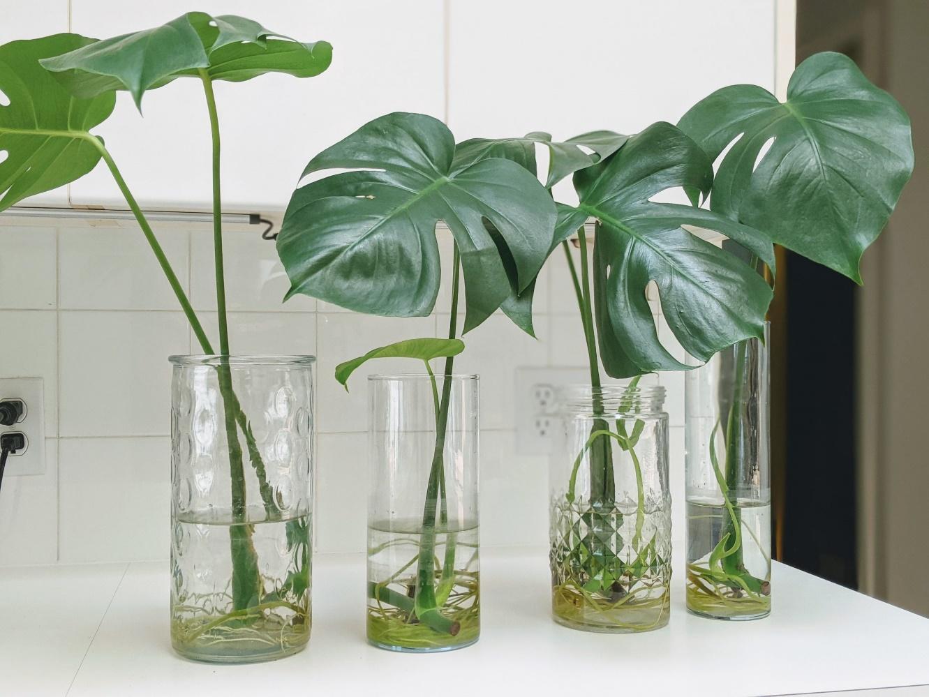 Roots of Monstera Plant Dipped in Water