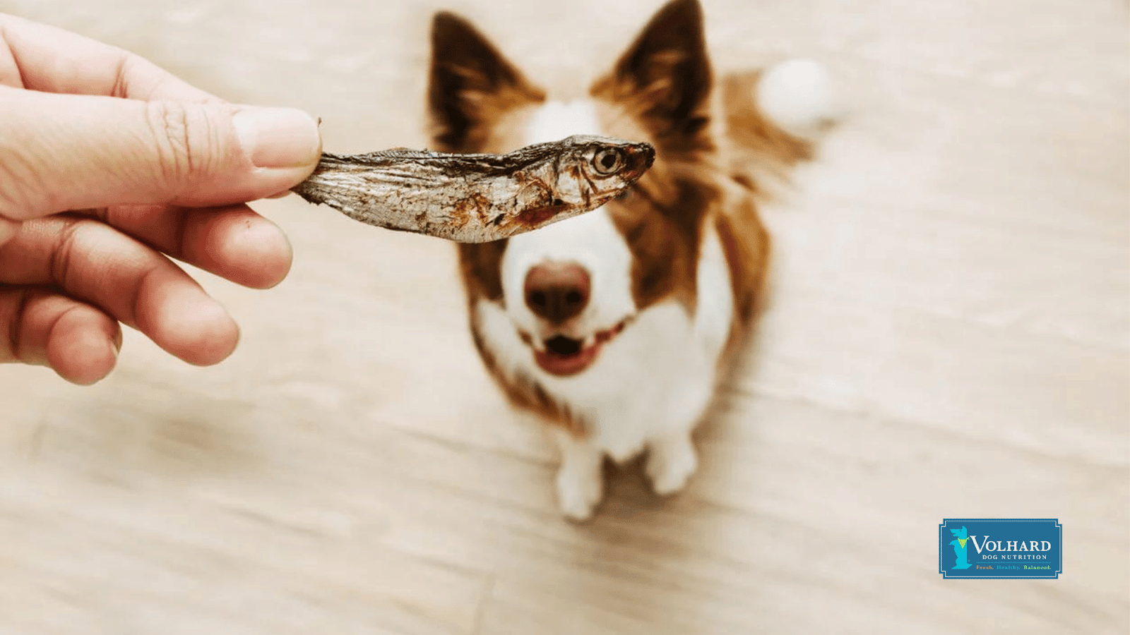 This image depicts a dog parent feeding fish to his dog