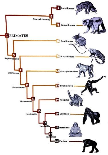 http://eric.lacouture.free.fr/lycee/termS/arbre-primates.jpg