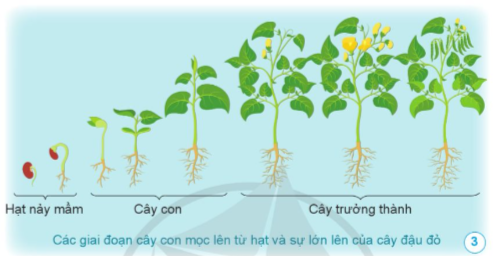 BÀI 9. SỰ LỚN LÊN VÀ PHÁT TRIỂN CỦA THỰC VẬT CÓ HOA