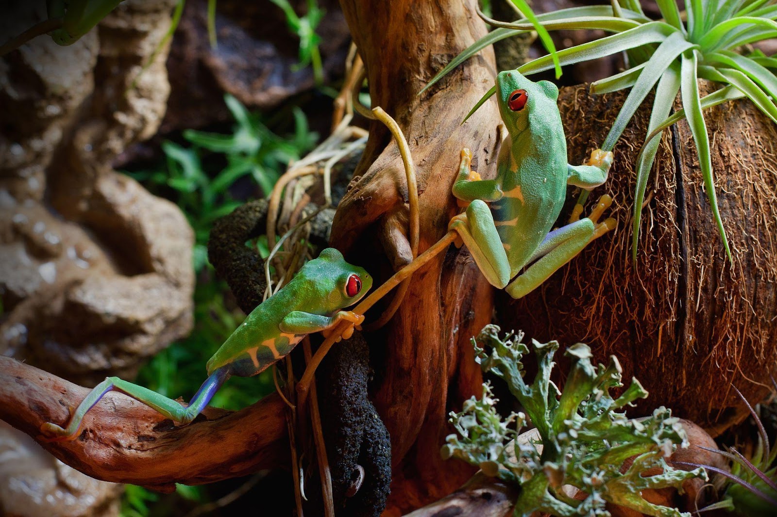 luxury experiences in the Amazon rainforest