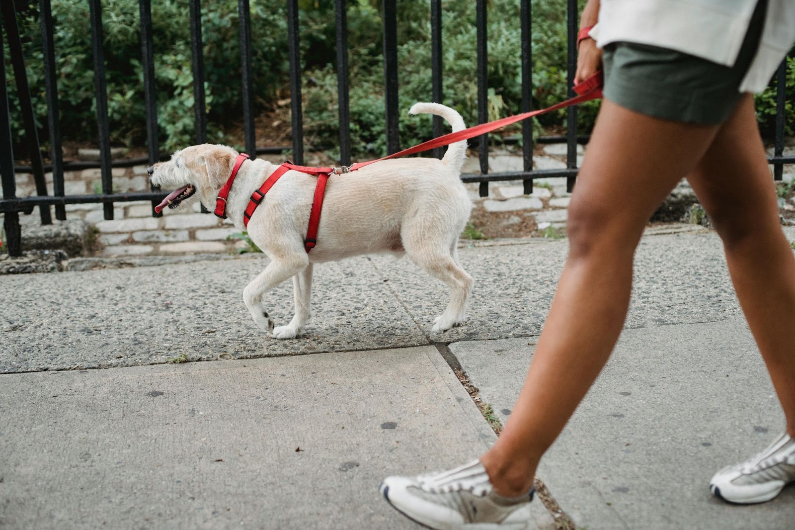 White Dog on a Walk with Owner