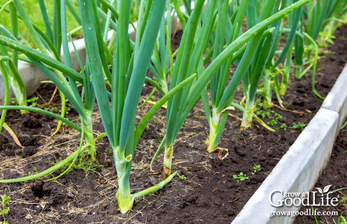 How to Grow Green Onions