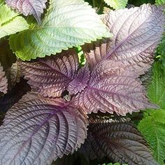 This contain purple and green color of the perilla leaf
