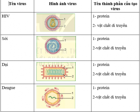 BÀI 29: VIRUS